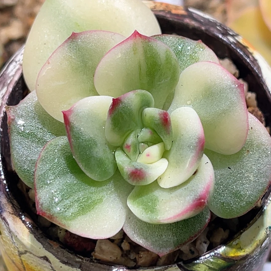 多肉特价三文鱼锦头盖