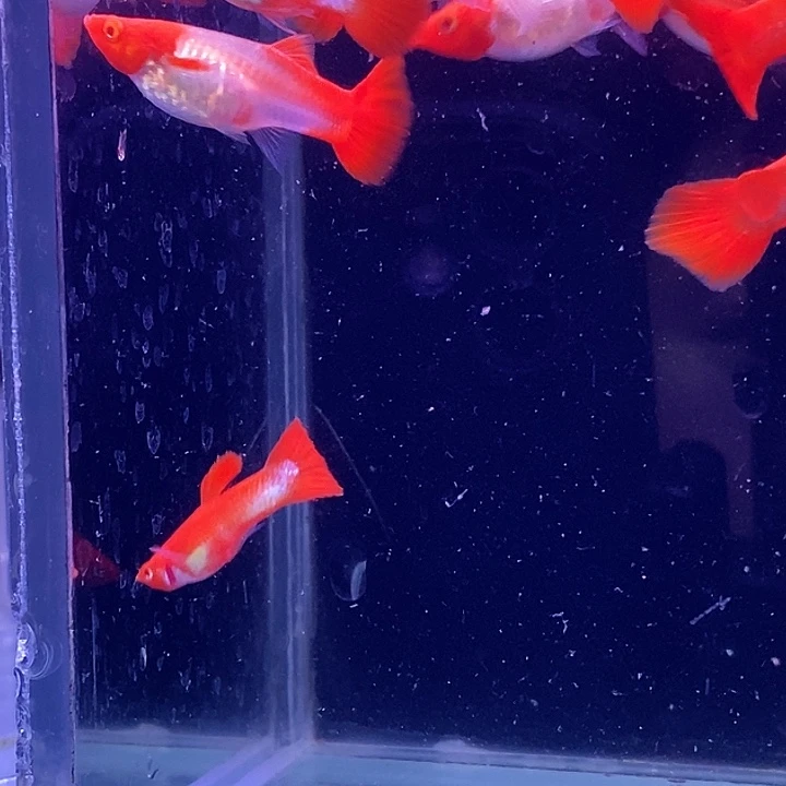 孔雀鱼福利小红头20条