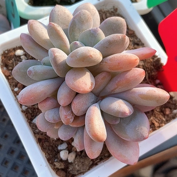 多肉植物粉兔小缀971