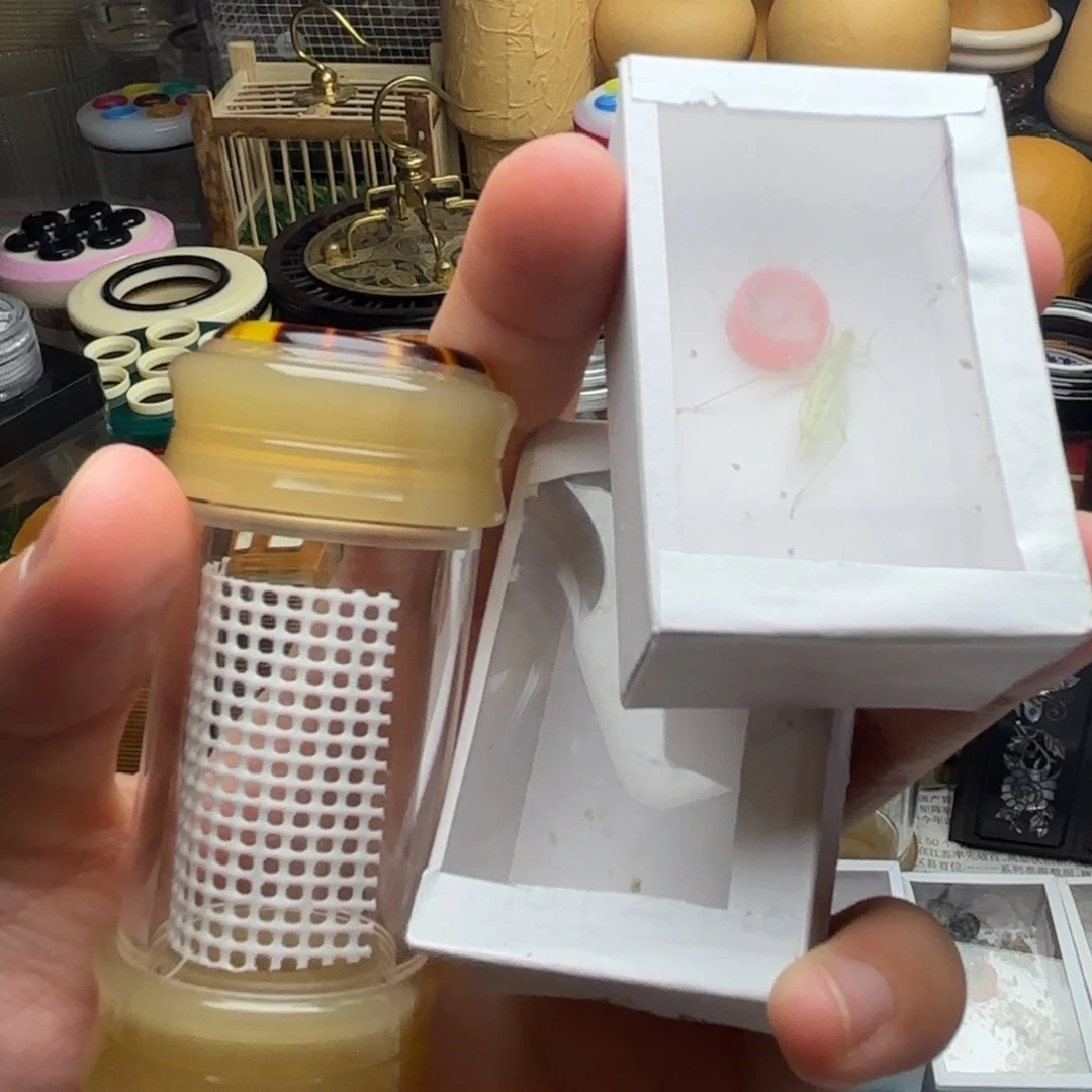 牛角竹蛉筒加两个青竹蛉