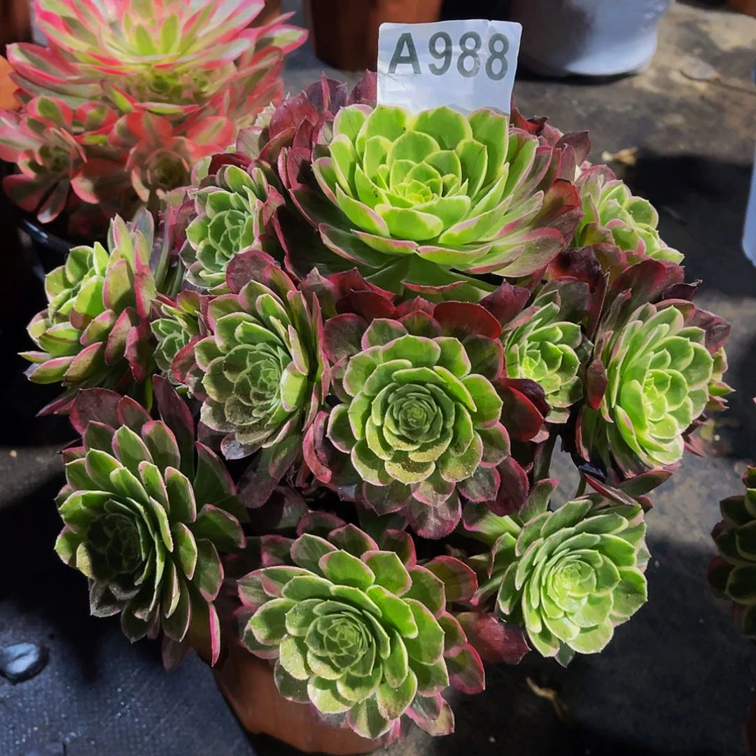 铁*水迷跳988福利法师