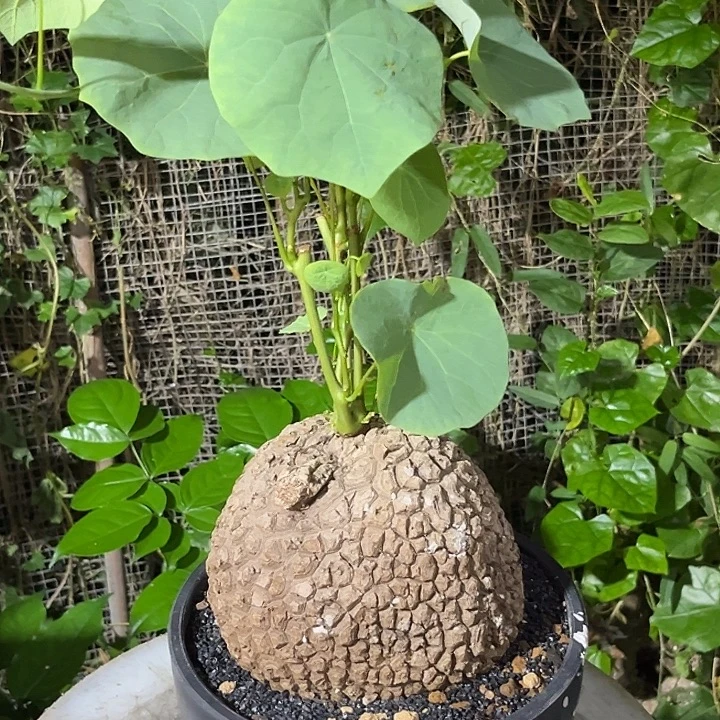 潮流植物龙甲龟福利