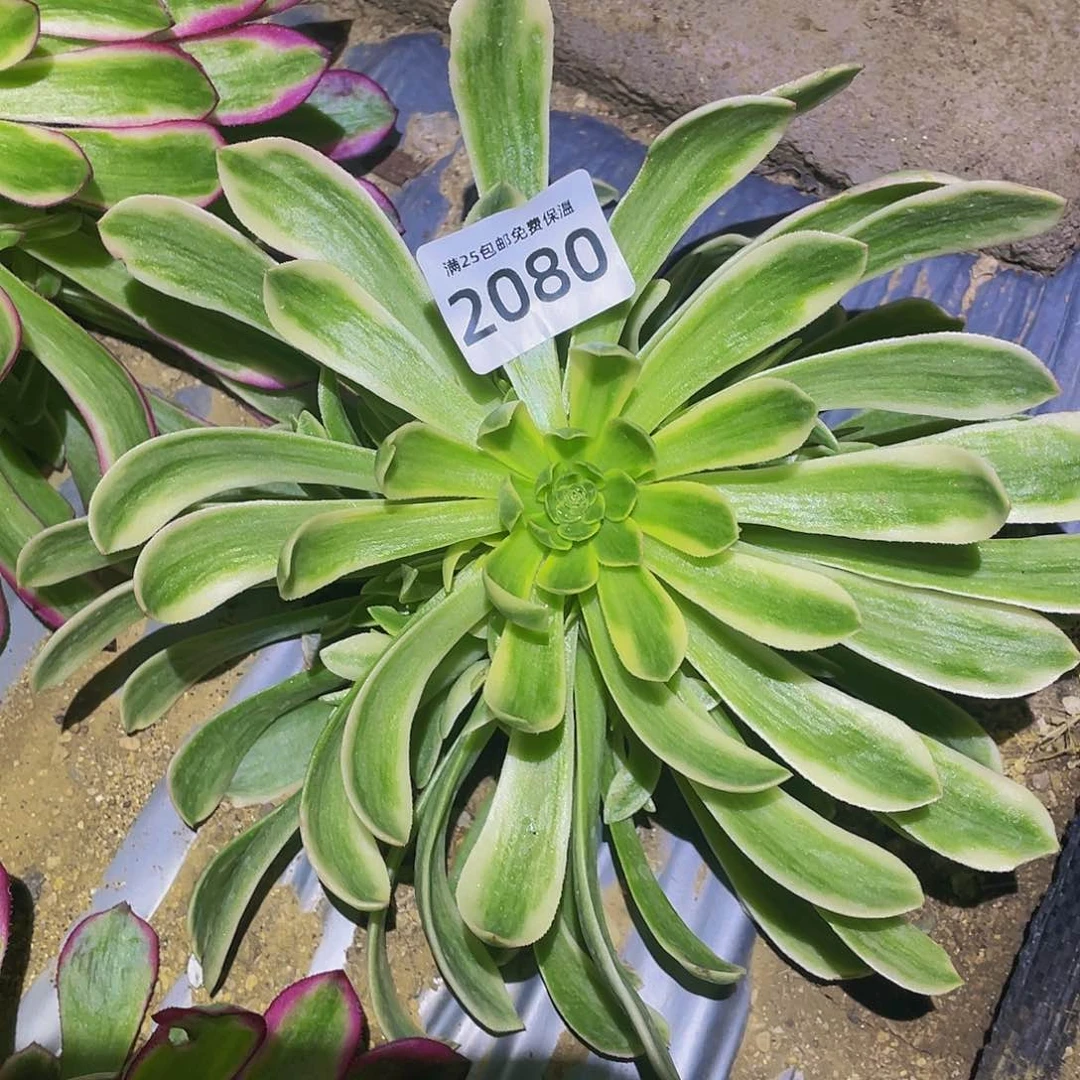 2080粉琉璃多肉植物