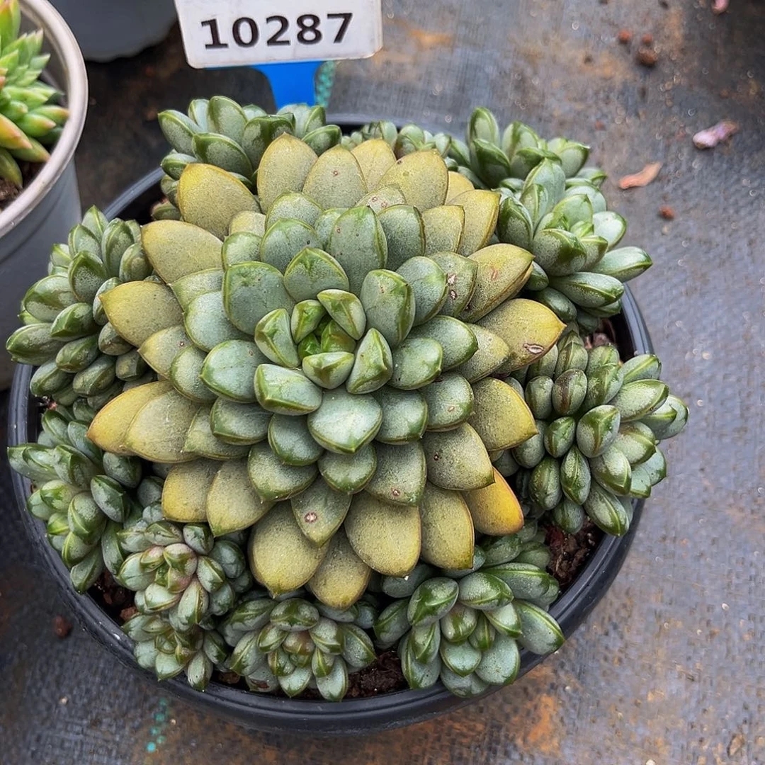 一物一拍10287葡萄