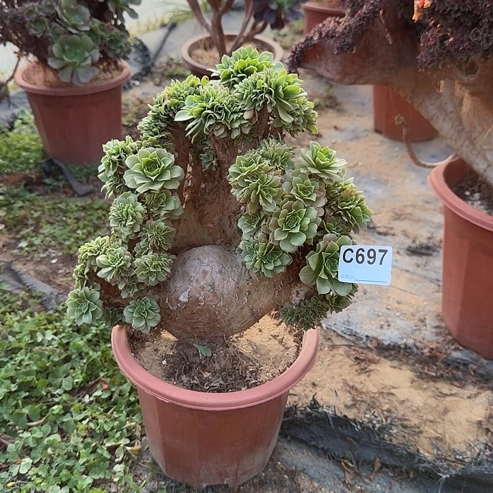 697绿缀有伤一颗满28包邮
