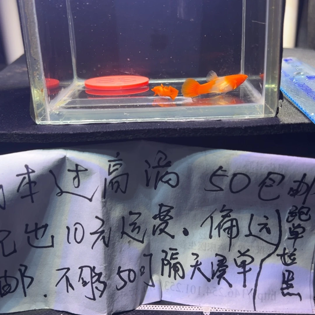 孔雀鱼红头双分水孔雀鱼38