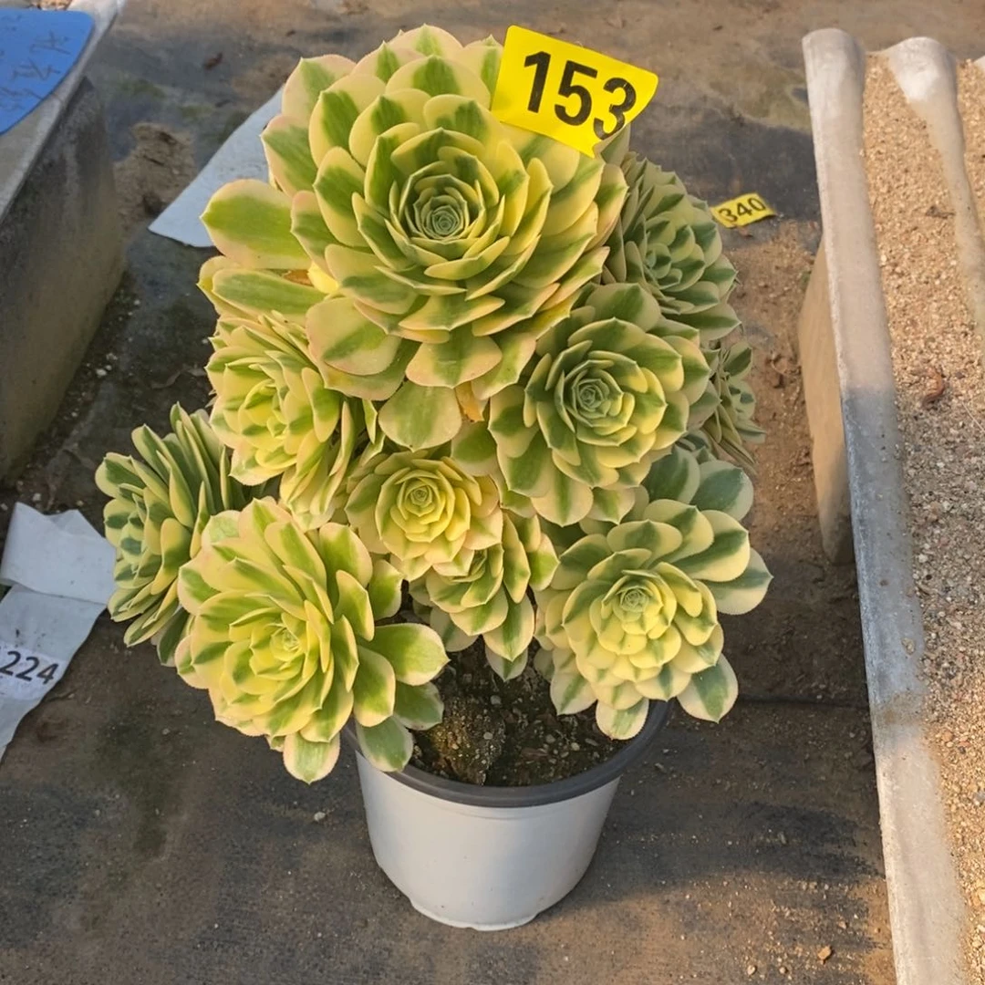 迈巴赫多肉法师153