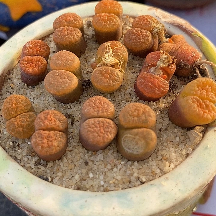 873超级蛋糕一组。