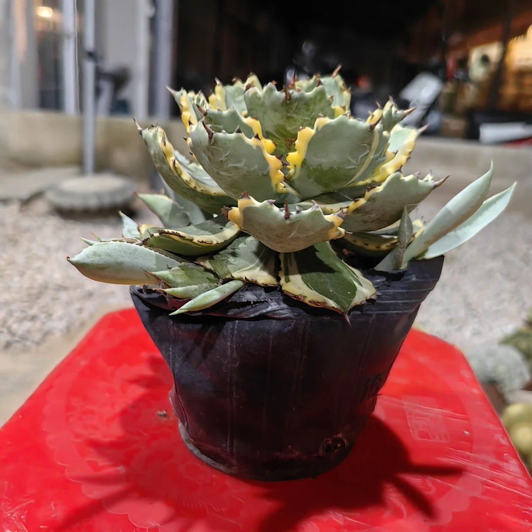 吉祥冠锦龙舌兰多肉绿植大型沙生植物室内盆栽