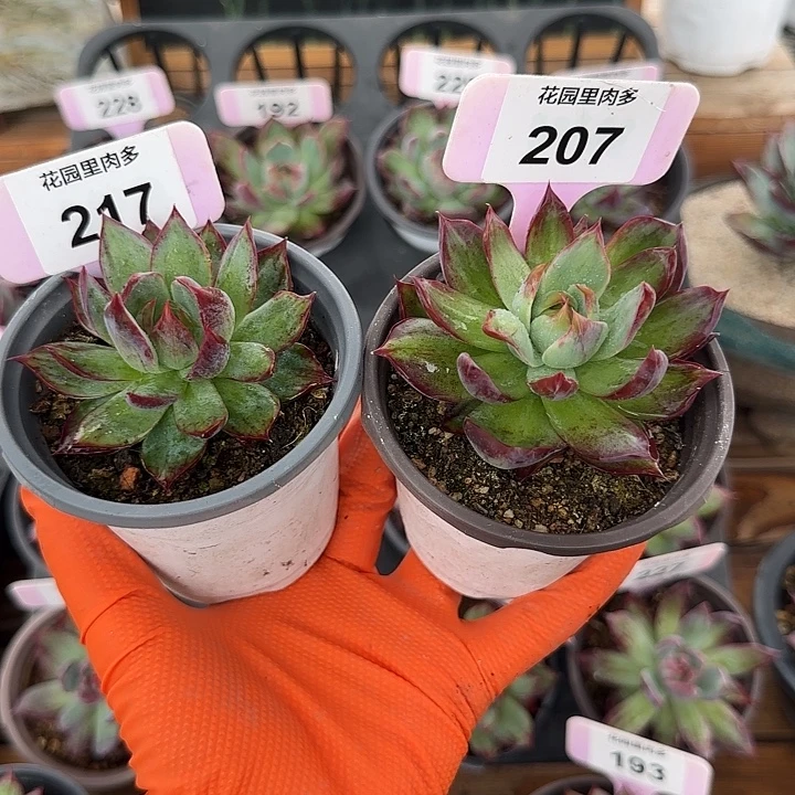 霞****217、207 惊鸿仙子多肉植物
