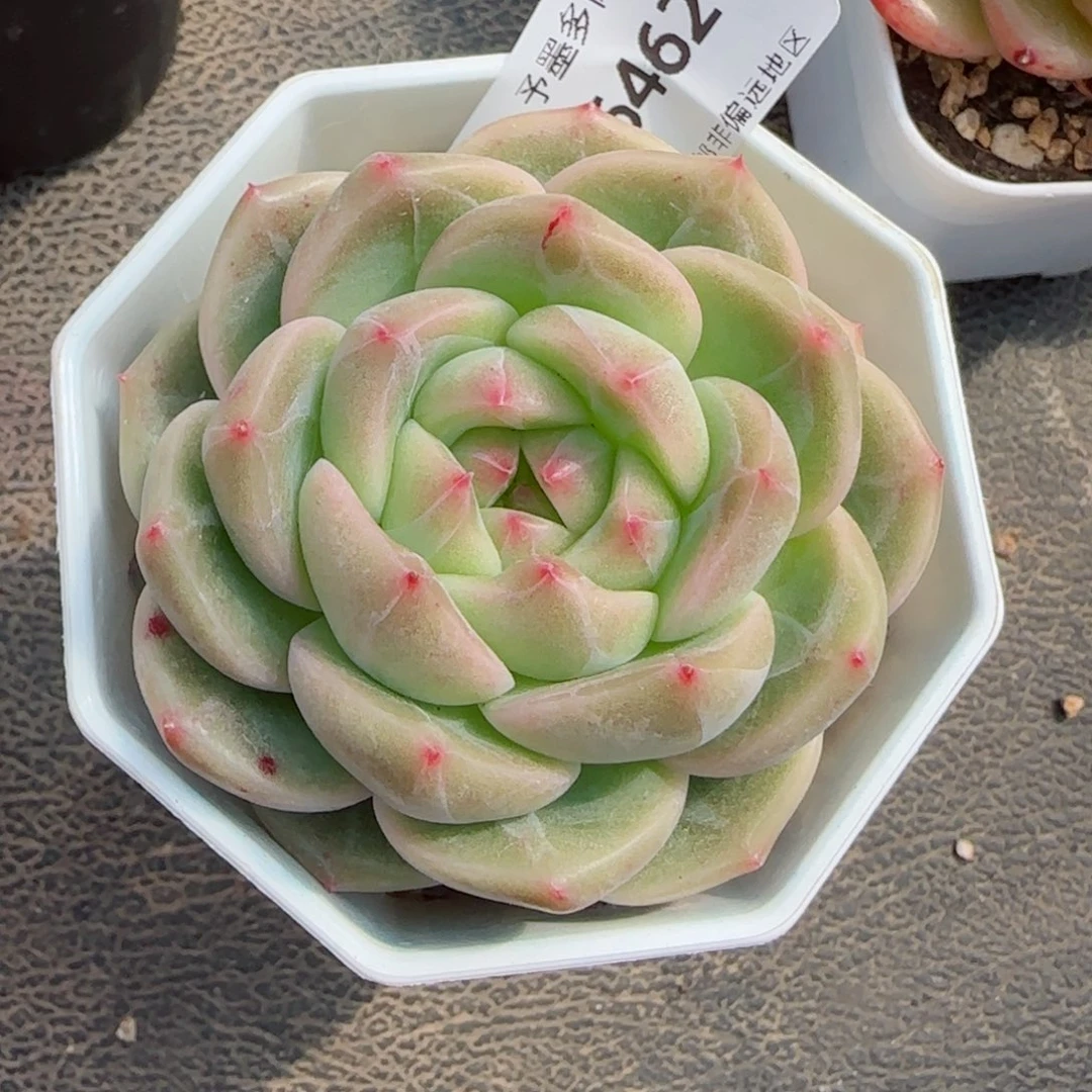 一帘幽梦，6462多肉植物