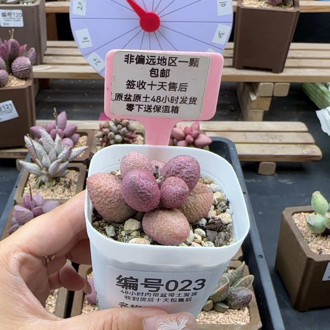 023服部多肉植物