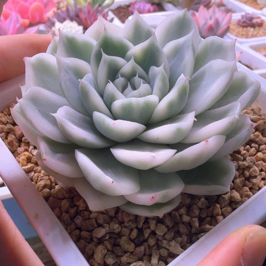 麦秆锦 多肉植物锦