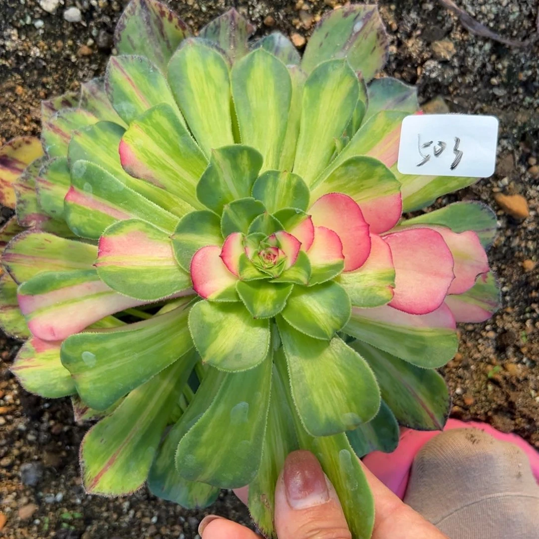 503知否多肉植物