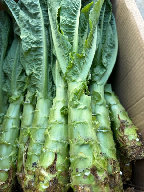 贵州遵义农家种植本地红叶小香莴笋5斤包邮