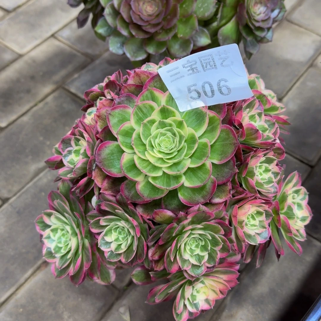 用****妖多肉植物506水蜜桃