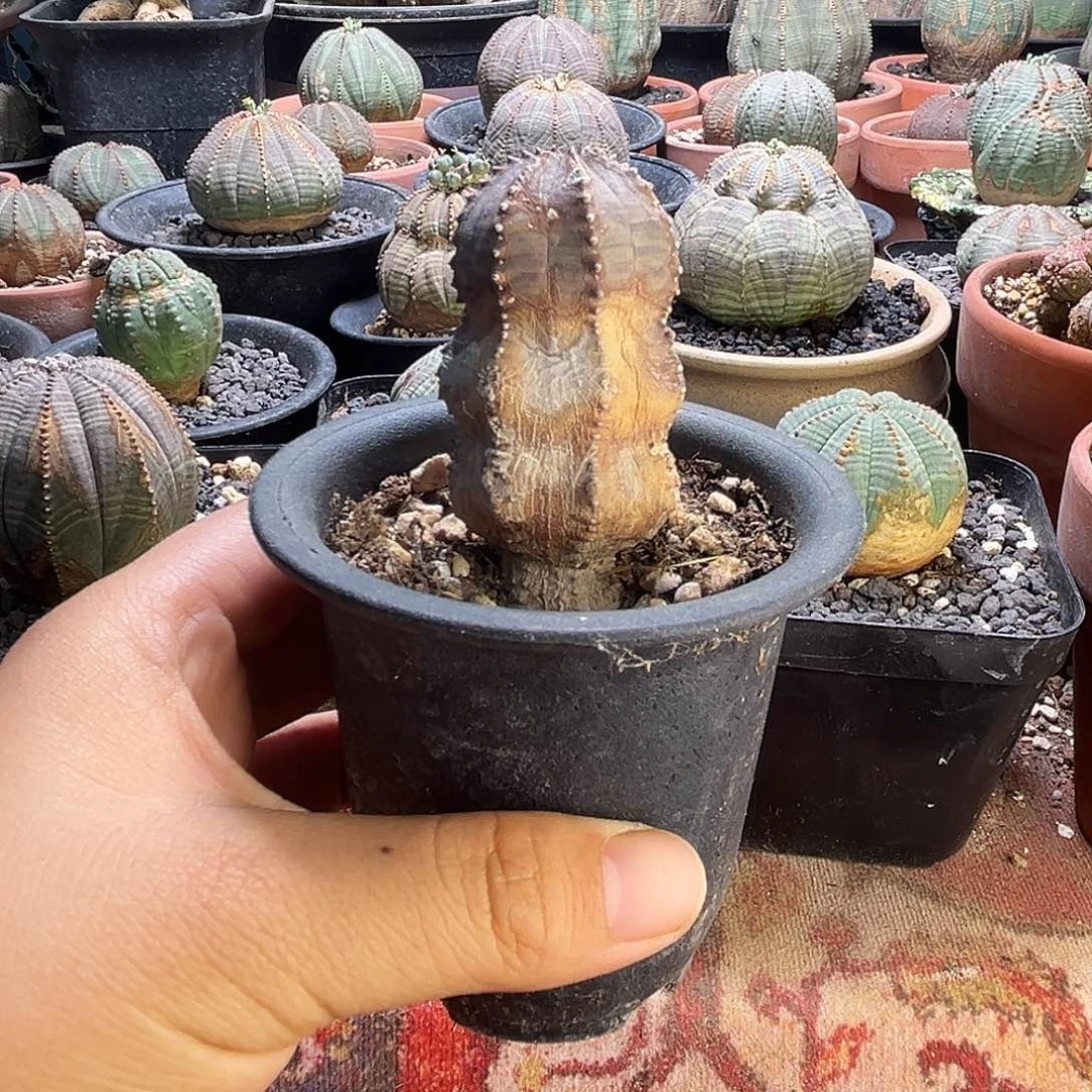仅**白客户专拍，植物特殊性，拍下不退不换