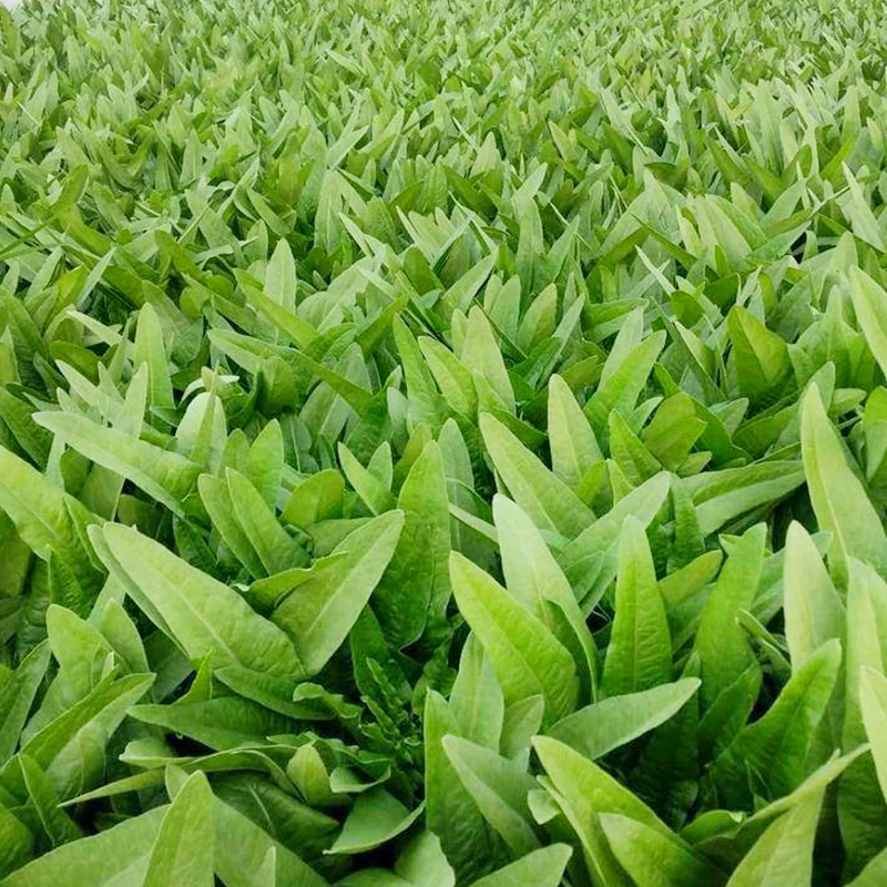 【满五包包邮】全店满5包包邮油麦菜种籽四季播青菜种籽盆栽蔬菜