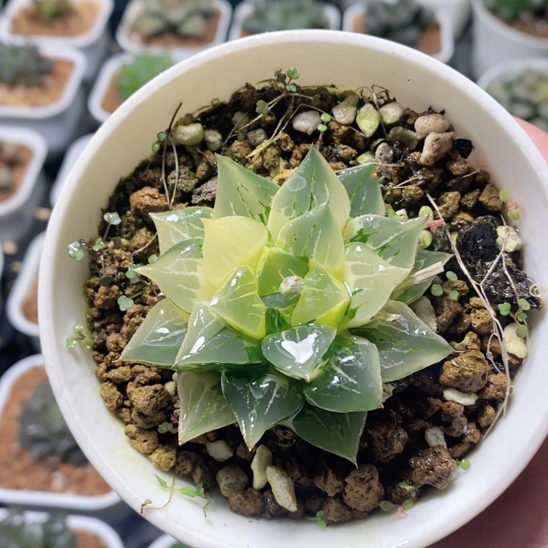 莫迪卡锦多肉植物多肉植物