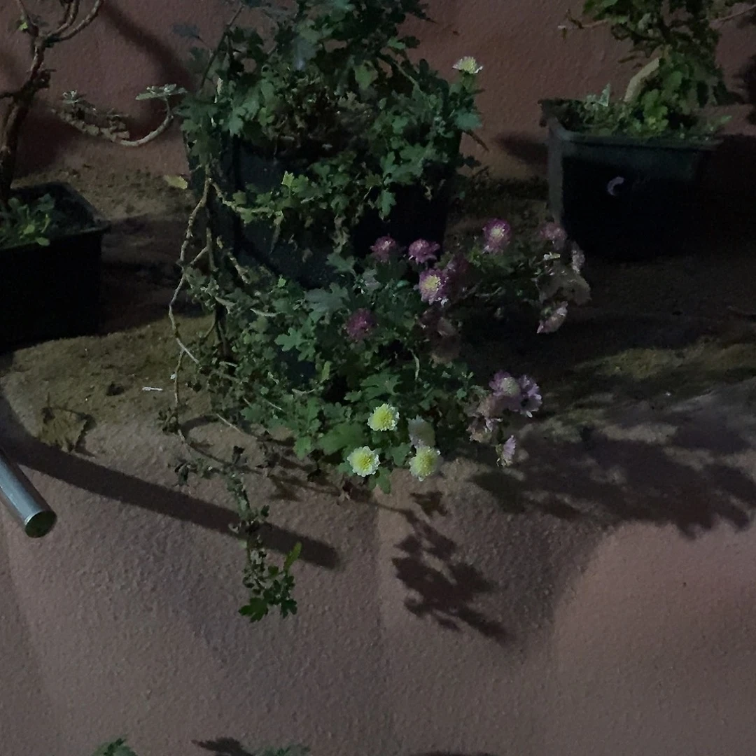 半***欢完全开放盆景菊花