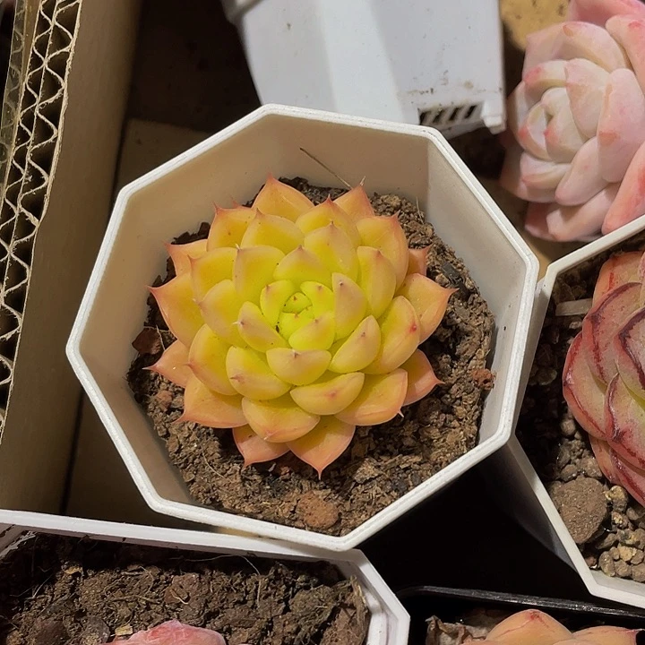 闪光9.9带盆土发