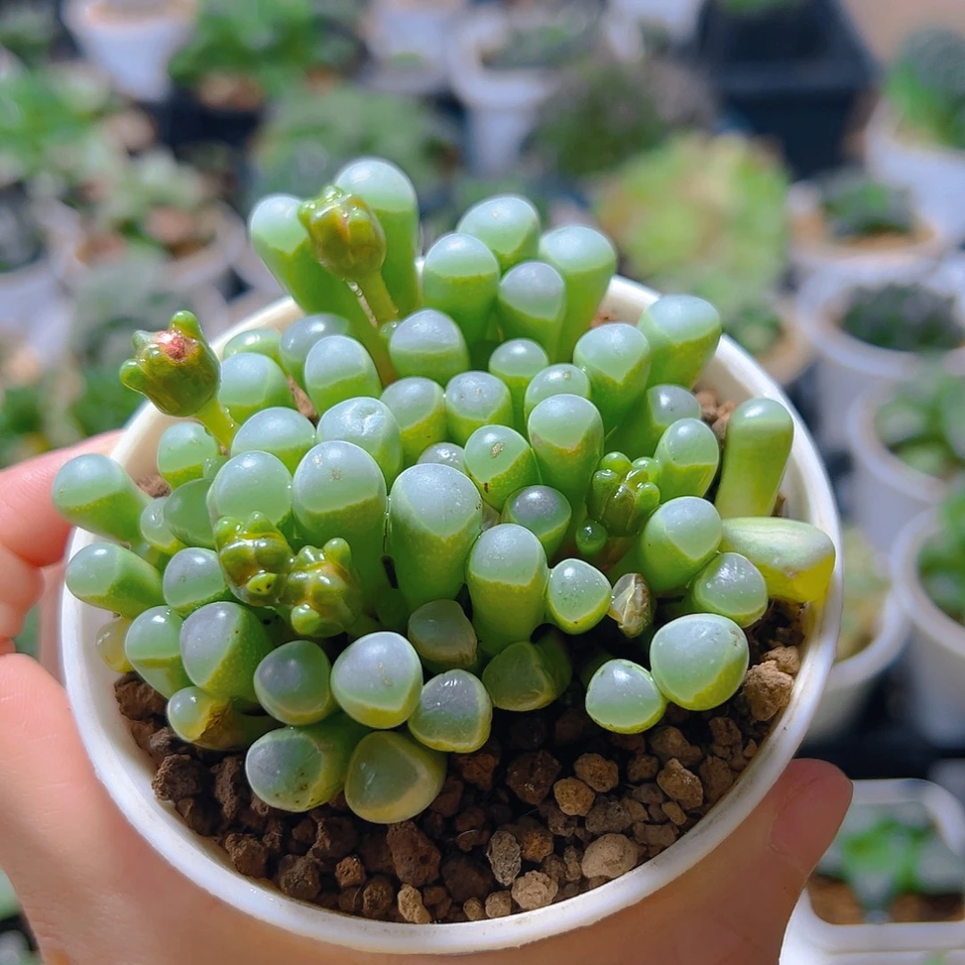 五十玲玉玉露多肉多肉多肉