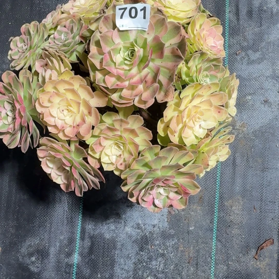 赫***雅雨河多肉植物老庄701