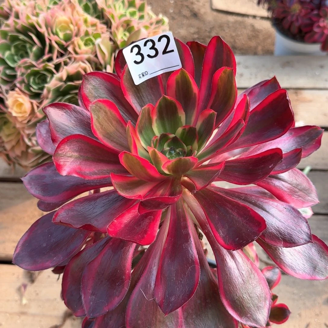 332多肉红魔女植物