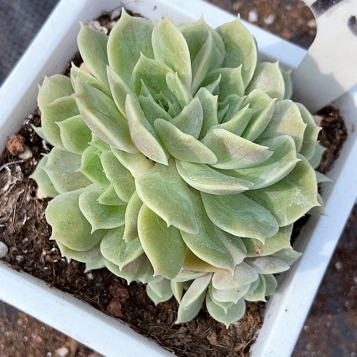多肉植物昂斯诺七头952