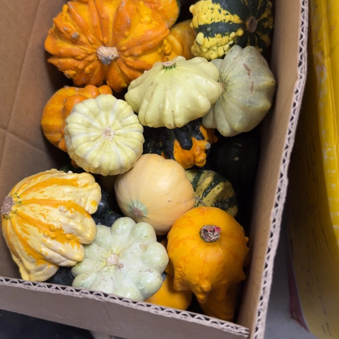 饭*瑕疵品葫芦啊啊啊啊啊啊啊啊啊