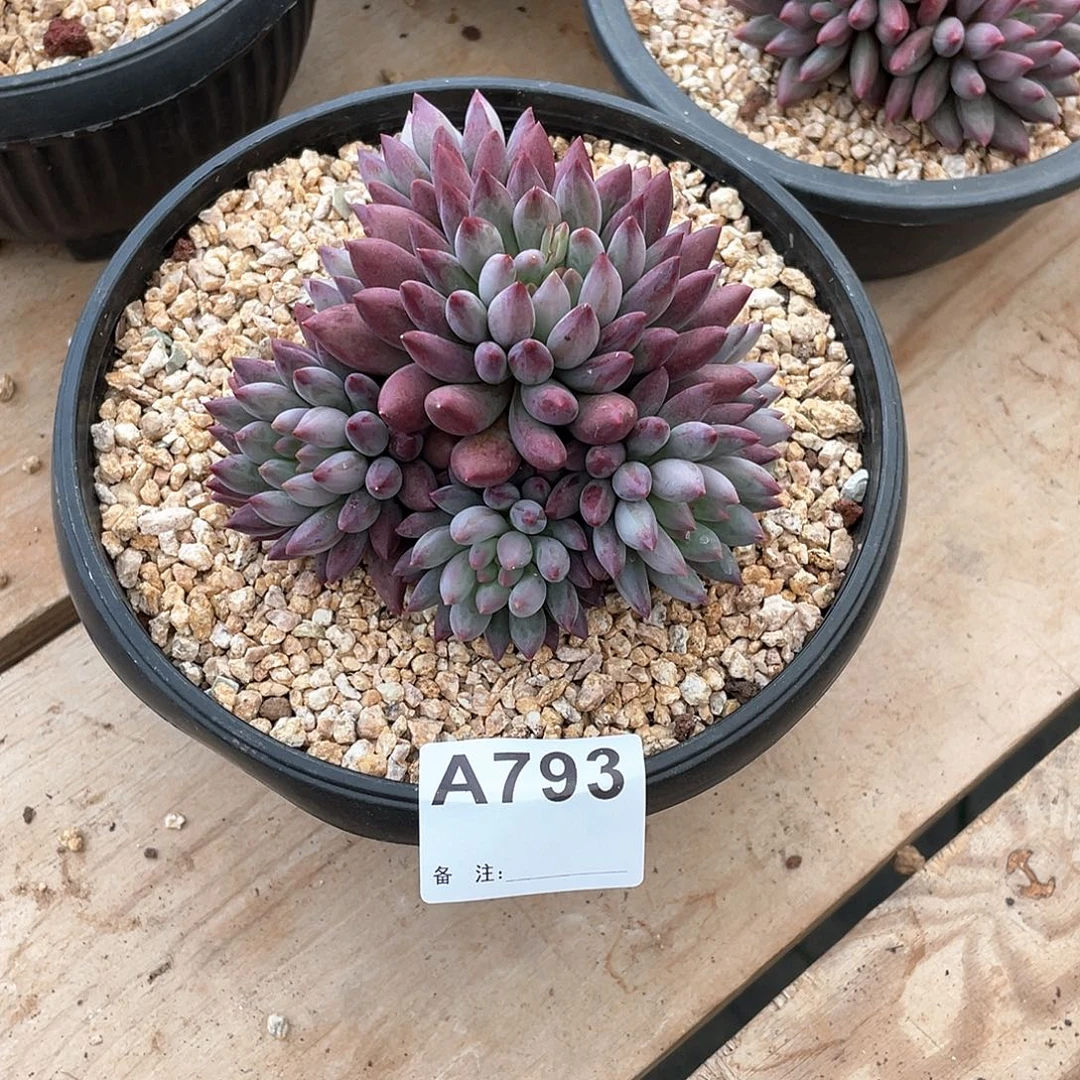 恬***静793多肉植物多肉植物