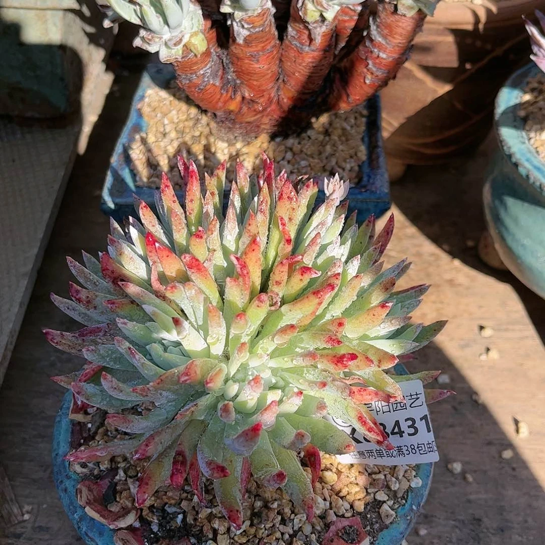 8431爱瑞思仙女杯多肉