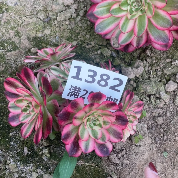 1382三号棚倾城多肉