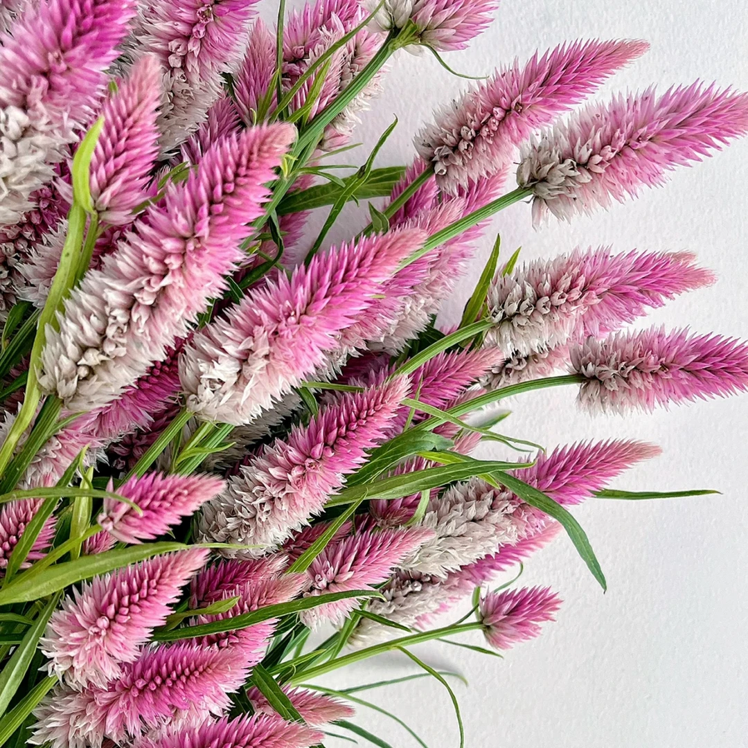 【买二单赠一】多头凤尾花 celosia 灵动花材