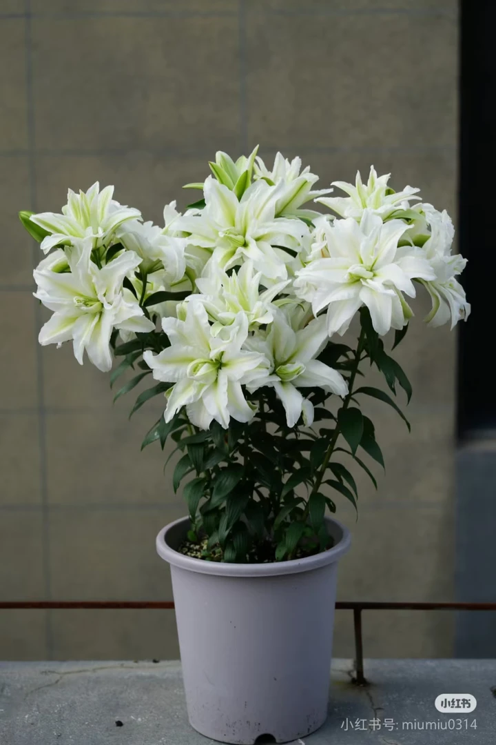 百合花种爱莎重瓣香水百合一颗四季可种耐热耐寒