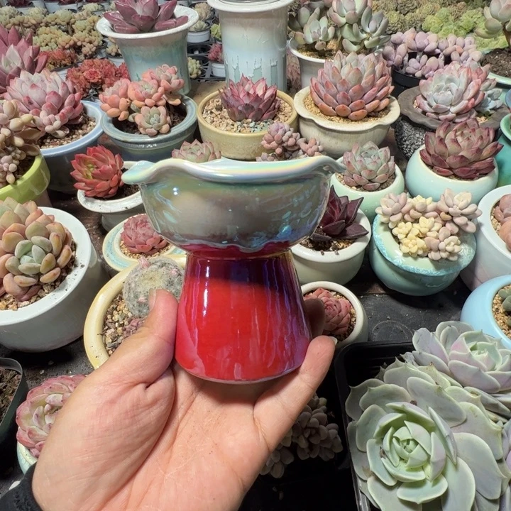 特价花盆 满50发货 内口8