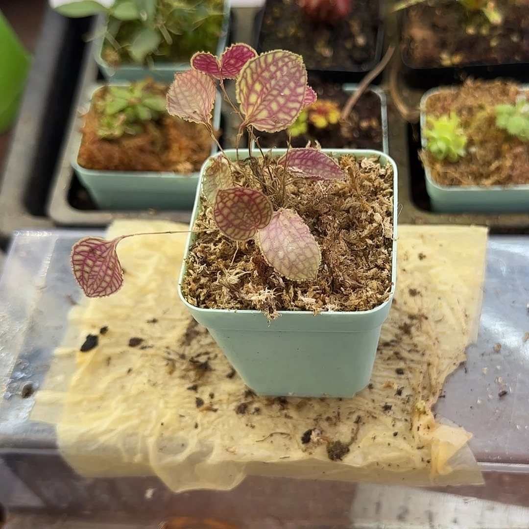 无花朵南美网格丽斑兰