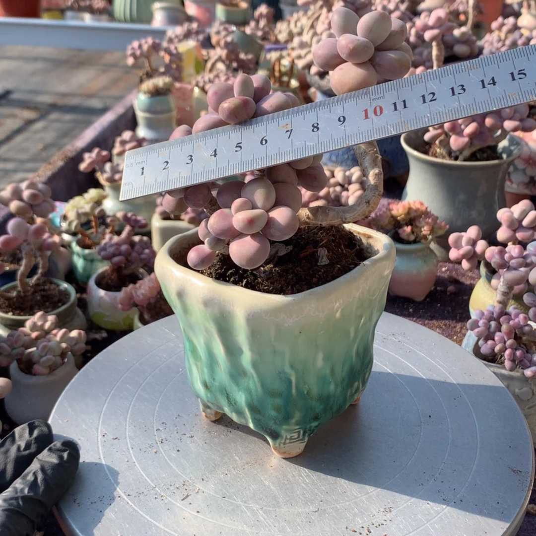 80号带盆偏远地区不包邮的