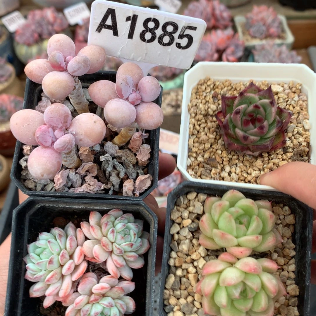 A1885 组合 不包整