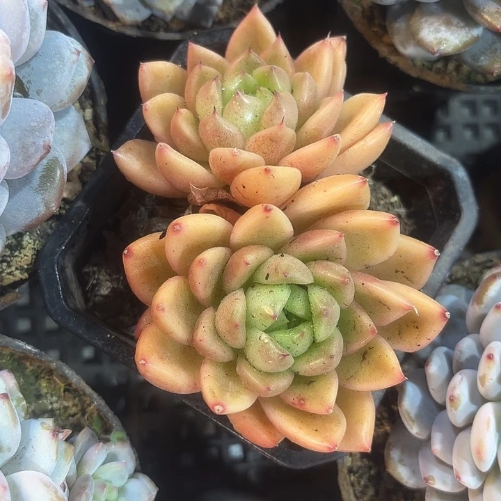 双头望月多肉植物盆栽