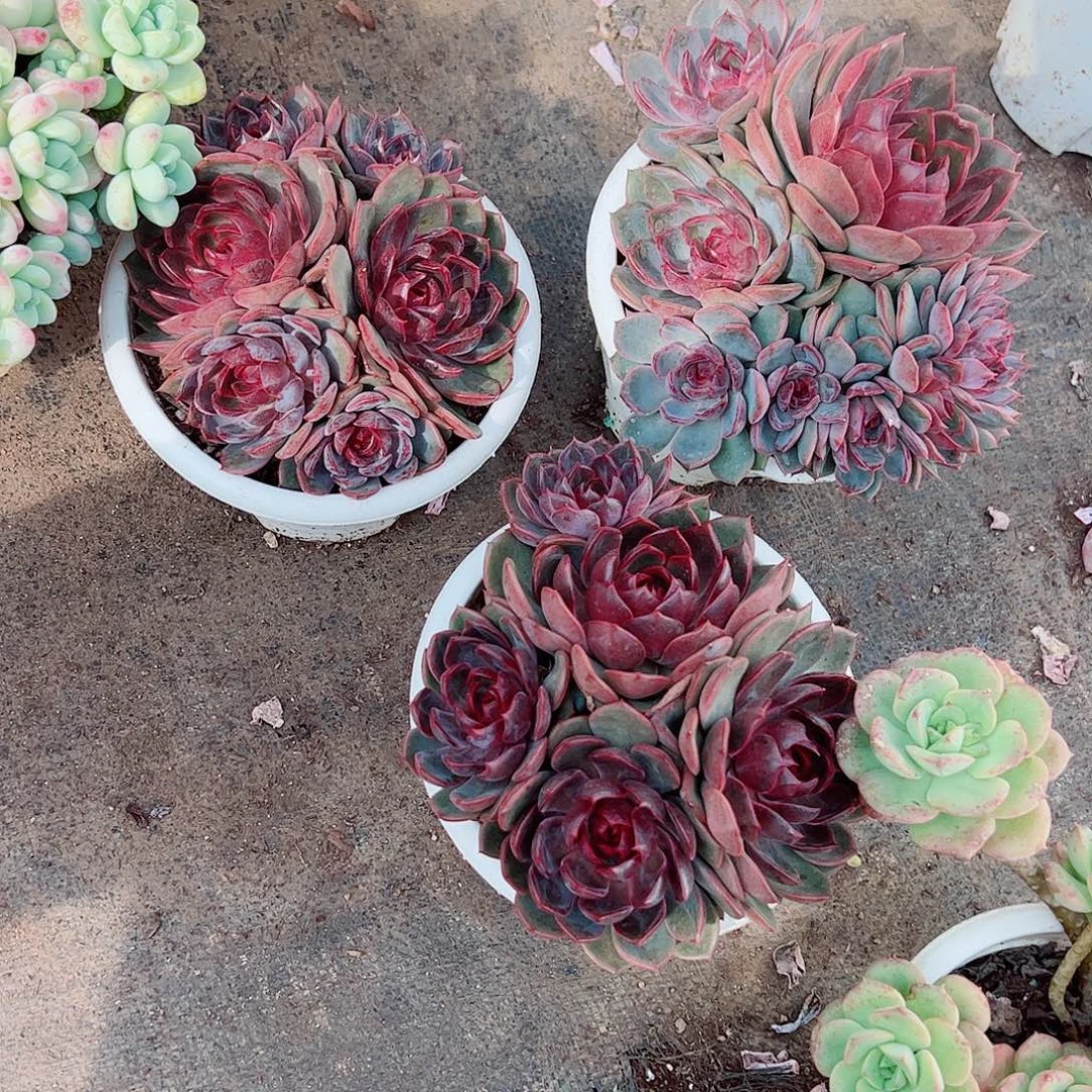 溜溜球多头群生老桩特价