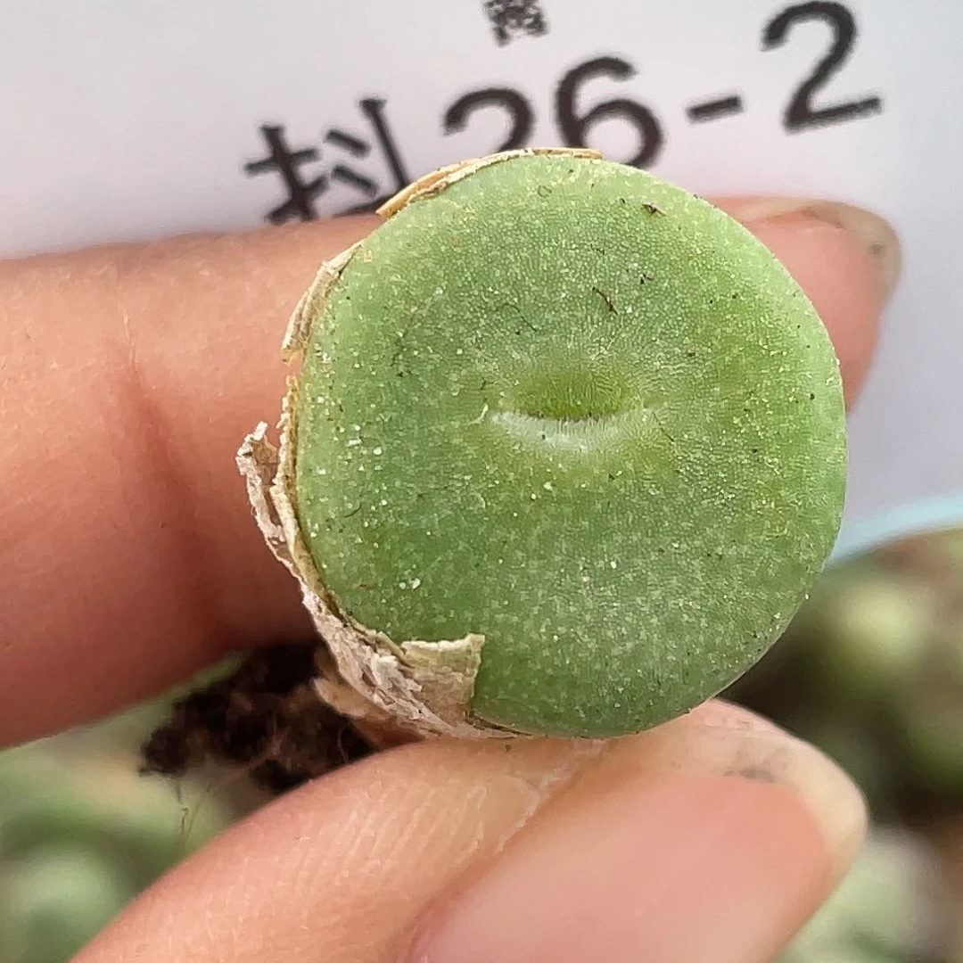 26-2毛钮扣多肉植物