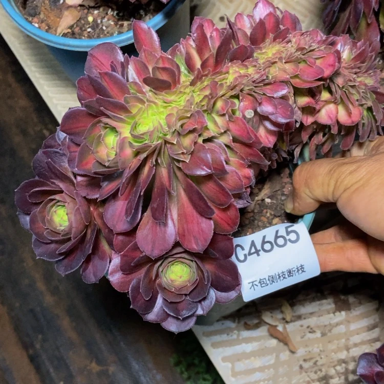 【闪购商品】4665多肉