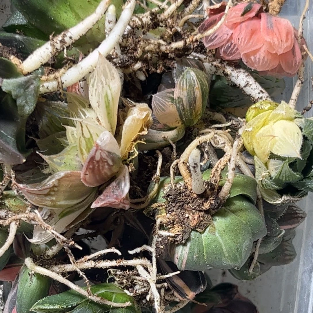 预***笑十二卷多肉植物1624裸根