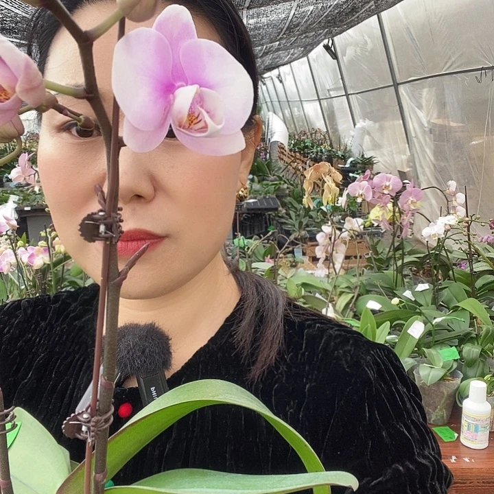 无花朵梦幻情人蝴蝶兰