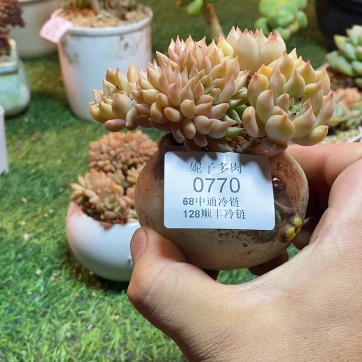 0770啊啊啊啊啊啊啊啊啊