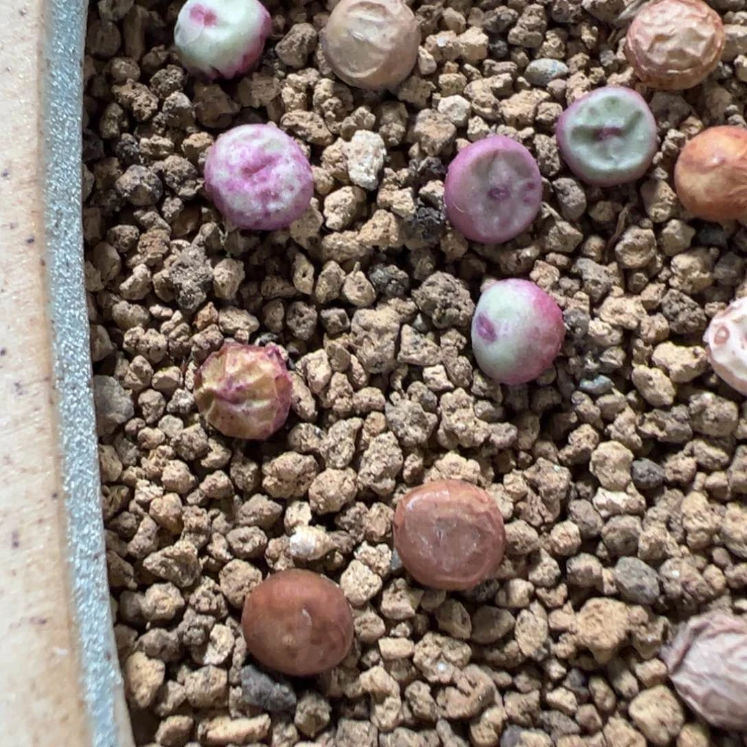 量拍1380b小红嘴一颗。多肉