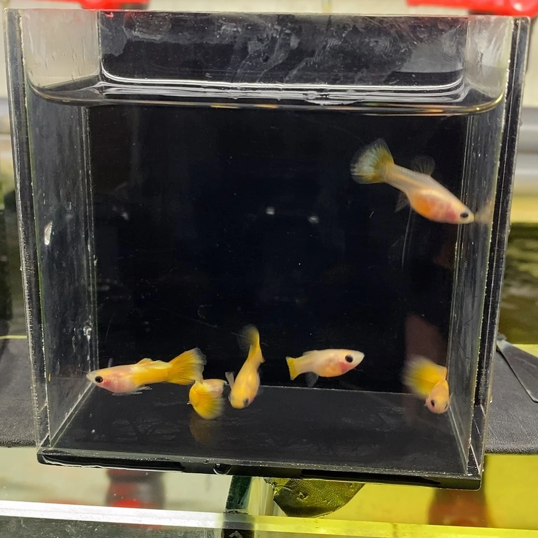 孔雀鱼黄金玻璃猫3对特价