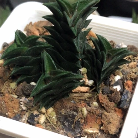顿叶磨砂龙城群带盆发货