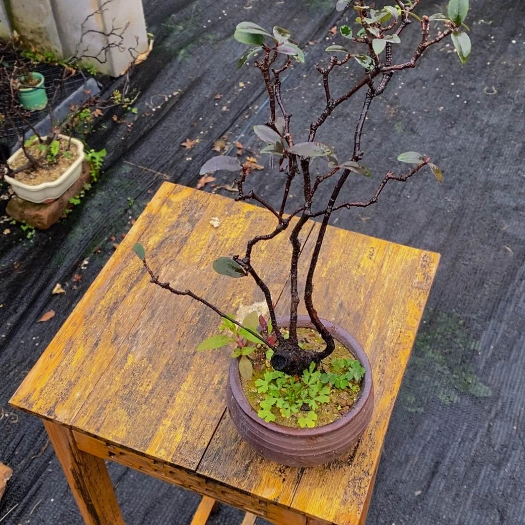 盆景W**g盆景园博园路55858